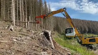 Baumfällung mit Liebherr Kettenbagger LH 30 und Woodcracker Telestufe T 4000