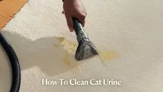How to Clean Cat Urine | Pet Proven&trade;