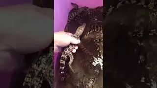 How crocodiles are raised on farms #shorts #crocodiles