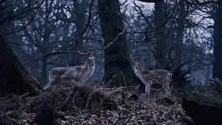 The Hidden Treasure of Richmond Park