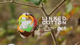Linked Cotton