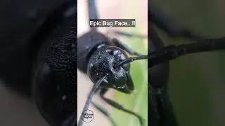 Alien Eyes..!! Epic Bug Face..!! What Is It?? #shorts #bug  #wasp #hornet #insects #nature #english