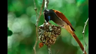 African paradise flycatcher