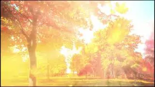 Autumn Fall With Day Light