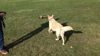 Dog chasing her new favourite squirrel RC toy car
