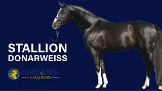 Stallion: Donarweiss - Hanoverian Stallion