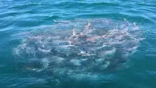 An awesome pink snapper spawning aggregation at Cockburn Sound!