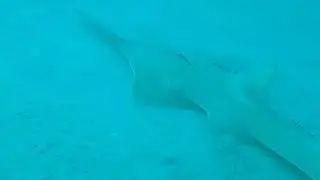 @FloridaScubaDivers Sawfish Mating Explosion [Must see sawfish footage Nov. 2021]