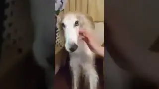 Funny greyhound makes weird face #humor #memes #animals #shorts