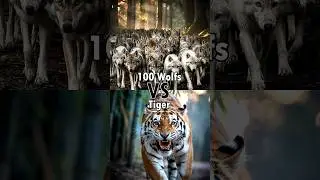 100 Wolfs⚡ VS lions, Tigers, Kangaroos, Panda, Bear, Elephant, Gorilla, Deer, Leopard.🤯
