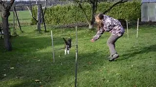 The agility cat Suki - Autumn 2017