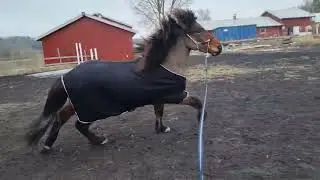 longering av rambo