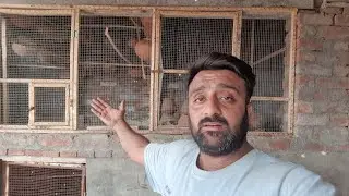 Budgies Parrot ka Setup Q Khatam Kiya Atna Nuksan q howa Sj pets Lover 