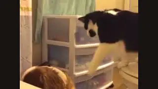 Cats & Dogs Annoying Each Other - Funny Mean Pets Compilation