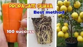 Best method Propagate guava tree with Carrot 🥕,how to Air layering guava tree 