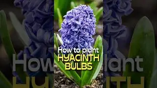 SHOCKINGLY Easy Hyacinth Planting Hacks You Need to Know #shorts