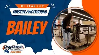 1yo Mastiff/Wolfhound (Bailey) - Best Dog Trainers in FXBG