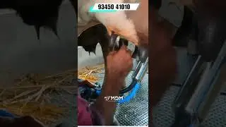 Top-Quality Electric Milking Machine for Cows, Buffalo🐄