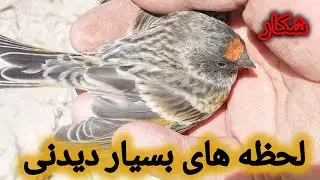 شکار گل سر بسیار زیبا ودیدنی 
