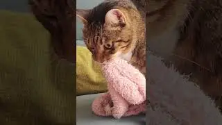 龐龐凶狠chillchill#認真的男子漢#歡迎按讚訂閱分享開啟小鈴鐺