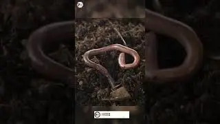 Hammer Head Worm Facts ।। #shorts