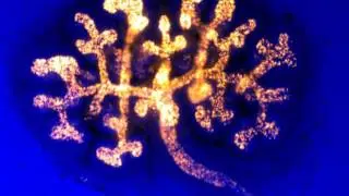 Time-Lapse: Embryonic Mouse Kidney Development by Dr. Nils Lindstr&ouml;m