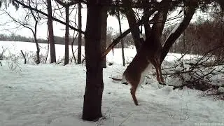 Munching on pine needles
