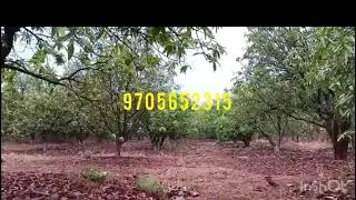 #realestate #agriculture #mango #garden #forsale #digwal HIGHTWAY to #land 8km #disstrackbeat