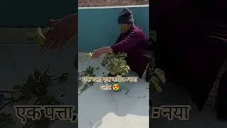 सर्दियों में Chinese Money Plant की कटिंग कैसे करें ❄️🌿