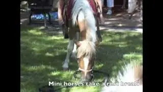 Reno pony rides-Reno pony parties-Reno pony rental