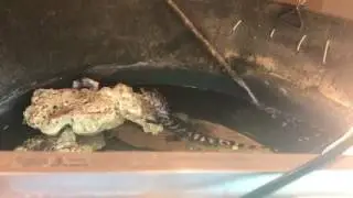 Dwarf caiman care/feeding