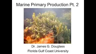 Marine Ecology Lecture: Primary Production Pt. 2