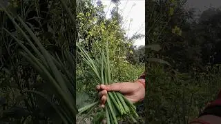 Harvest spring onions #viral #shorts #video #trending #video #agriculture #farming #short #viral