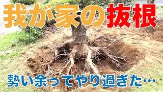 我が家の抜根　勢い余ってやり過ぎた…。