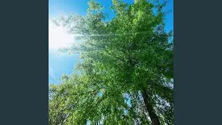 Forbidden Tree
