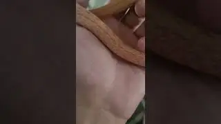 Baby albine T+ Chinese King Rat snake