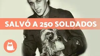 The little dog who became a heroine 🐶
