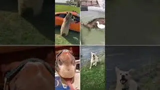 ROFL Challenge: Try Not to Laugh (Impossible Edition) #FunnyVideo #LOLmoments #HilariousClip