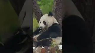 Panda fans, this one&rsquo;s for you 📢