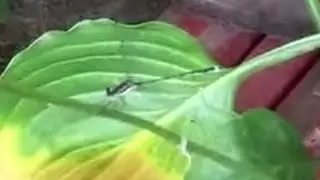 Strange Damselfly Behavior