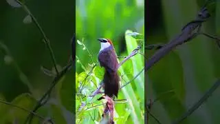 Tepus Gelagah, Burung Kaso-kaso #tepusgelagah #kasokaso #burung #alamliar #hobiburung #burungkicau