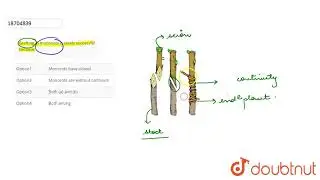 Grafting in monocots is rarely successful because