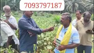 YVMV,ELCV వైరస్ లను సమర్థవంతంగా తట్టుకొనే బెండ రకం