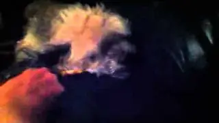 Poodle growling