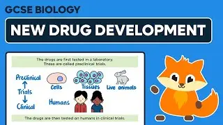 New Drug Development - GCSE Biology