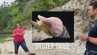 Damariscotta River Shell Middens