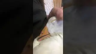 Sleeping crossbeak gosling makes cutest sounds 💕💕💕
