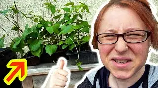 They got TOO BIG 🍃 for the House! 🏠 DAILY VLOGS UK