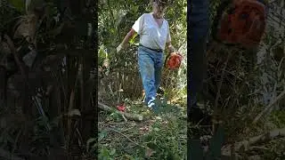 Chainsaw used to cut bamboo trees