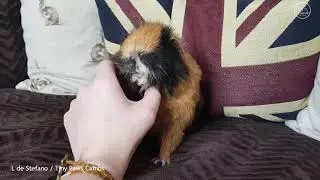 Guinea Pig Chin Rubs - MERRY 🥰